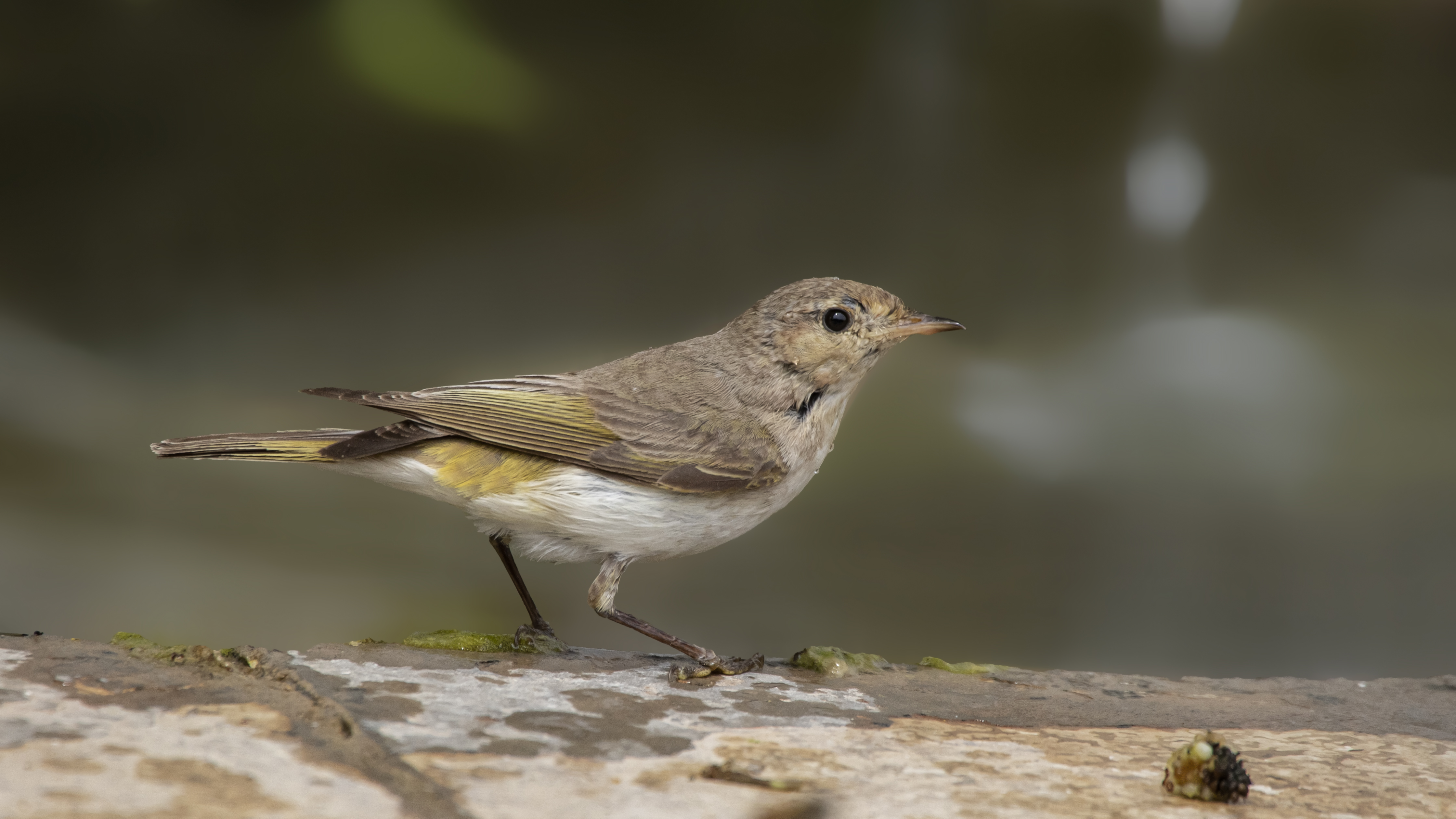 Eastern Bonelli's Warbler